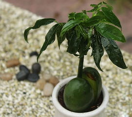 元寶樹的養(yǎng)殖方法和注意事項(xiàng),綠元寶樹的養(yǎng)殖方法和注意事項(xiàng),元寶樹的養(yǎng)殖方法和注意事項(xiàng)