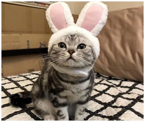 美短貓注意事項(xiàng)