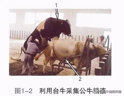 人工受精術(shù)后的注意事項,珍禽人工受精的注意事項,人工受精前后注意事項