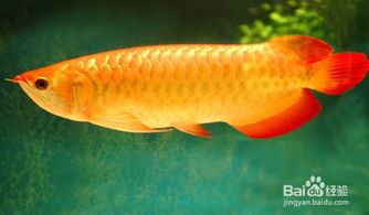 養(yǎng)殖金龍魚注意事項(xiàng)