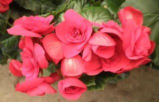 海棠,注意事項,工廠化,生產(chǎn)