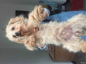 絕育,手術(shù)后,注意事項,泰迪公狗做