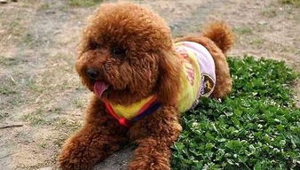 泰迪母狗配對(duì)后的注意事項(xiàng)