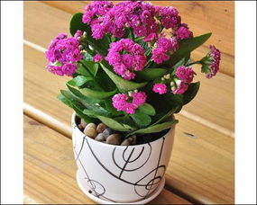 長壽花的養(yǎng)殖方法和注意事項(xiàng),宮燈長壽花的養(yǎng)殖方法和注意事項(xiàng),長壽花的養(yǎng)殖方法和注意事項(xiàng)剪枝