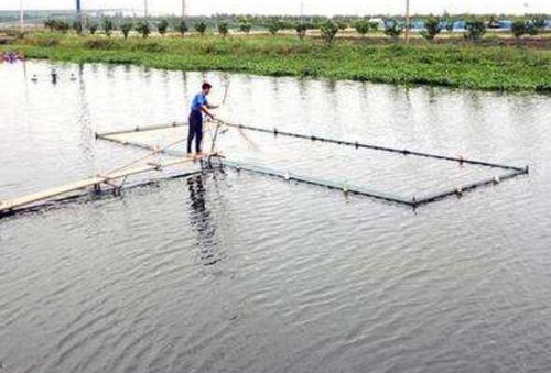 新開挖魚塘注意事項(xiàng)