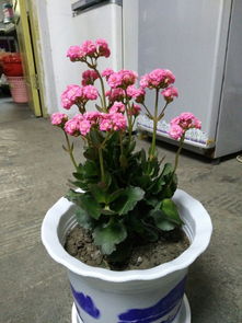 養(yǎng)七彩花的注意事項