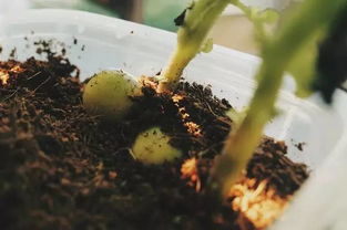 陽臺種植土豆注意事項