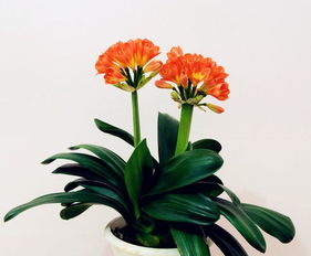 君子蘭栽培注意事項