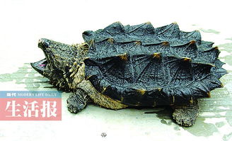 鱷龜出眠注意事項(xiàng)