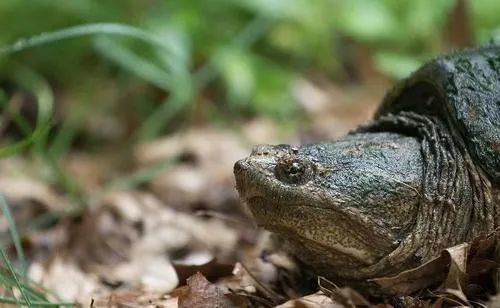放生甲魚的注意事項(xiàng),挑選甲魚的注意事項(xiàng),甲魚越冬注意事項(xiàng)