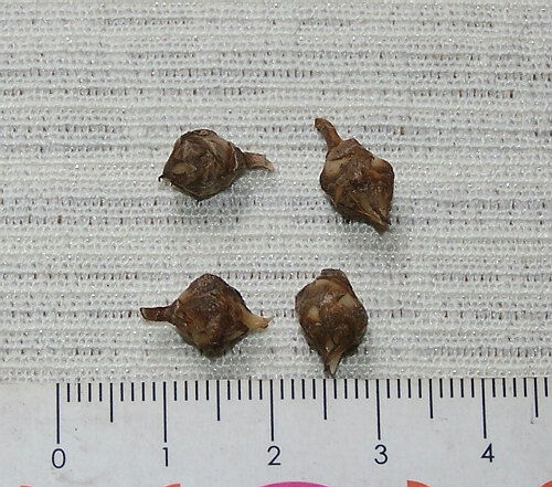 小仙女花的養(yǎng)殖方法和注意事項,小仙女竹芋的養(yǎng)殖方法和注意事項,小仙女觀音蓮的養(yǎng)殖方法和注意事項