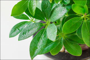 鴨掌木的扦插方法和注意事項,鴨掌木移栽注意事項,鴨掌木澆水及注意事項