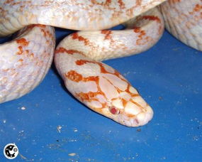 注意事項(xiàng),蛇顆瘡