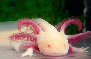 六角龍飼養(yǎng)注意事項(xiàng)