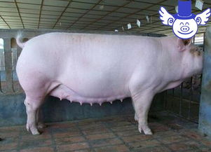 懷孕母豬用藥注意事項