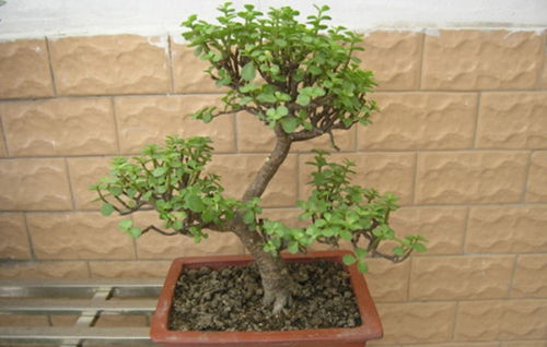 金枝玉葉的修剪的方法步驟和注意事項的介紹