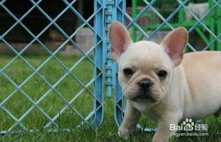 法斗犬養(yǎng)殖注意事項,法斗養(yǎng)殖注意事項,惡霸犬養(yǎng)殖注意事項