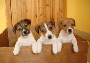 杰克羅素梗注意事項(xiàng)