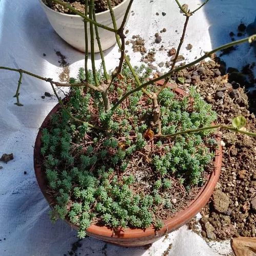 注意事項(xiàng),換完花土后