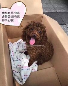 老年狗打狂犬疫苗注意事項,狗打狂犬疫苗注意事項有哪些,泰迪狗打狂犬疫苗注意事項
