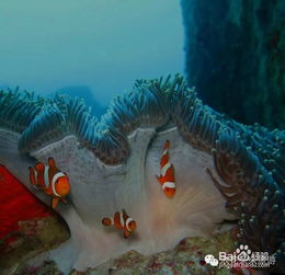 泰國深潛鯊魚注意事項(xiàng)