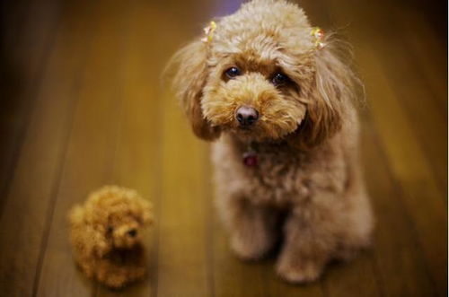 飼養(yǎng)泰迪犬注意事項