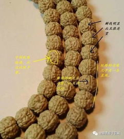 川筋龍燙手注意事項(xiàng)