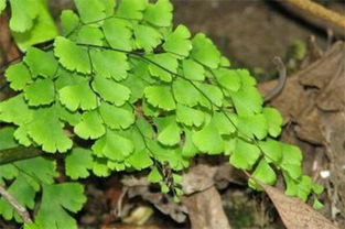 鐵線蕨的養(yǎng)殖方法和注意事項,水培鐵線蕨的養(yǎng)殖方法和注意事項,鐵線蕨冬季的養(yǎng)殖方法和注意事項