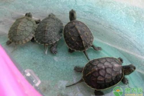 注意事項,冬天,家里,養(yǎng)王八