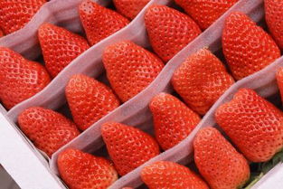 草莓長(zhǎng)途運(yùn)輸注意事項(xiàng),冷藏車運(yùn)輸草莓注意事項(xiàng),草莓移栽注意事項(xiàng)