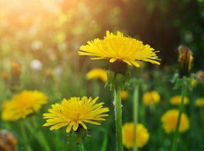蒲公英泡澡的注意事項(xiàng),燉蒲公英的注意事項(xiàng),養(yǎng)蒲公英的注意事項(xiàng)