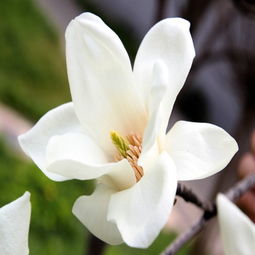 移栽白玉蘭后注意事項(xiàng)