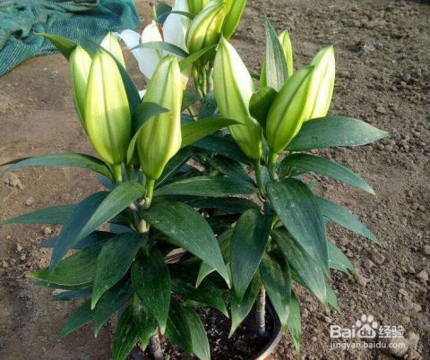 水培百合花球的養(yǎng)殖方法和注意事項,百合杜鵑花的養(yǎng)殖方法和注意事項,百合的養(yǎng)殖方法和注意事項盆栽