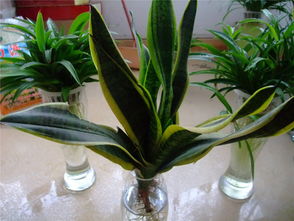 水培植物用換水嗎,水培植物怎么換水,水培植物多久換水