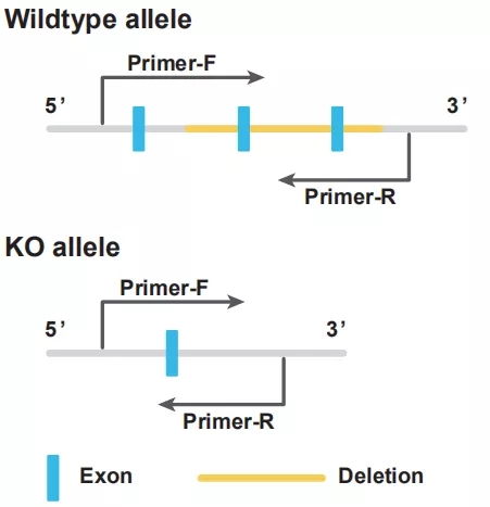 pcr擴(kuò)增實(shí)驗(yàn)的注意事項(xiàng),pcr基因擴(kuò)增注意事項(xiàng),pcr擴(kuò)增時(shí)的注意事項(xiàng)
