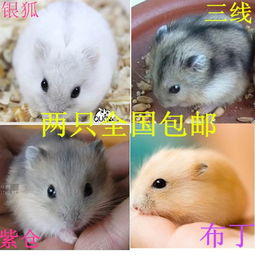 倉(cāng)鼠群養(yǎng)注意事項(xiàng)