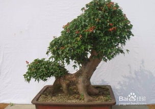 三角楓養(yǎng)殖方法和注意事項(xiàng)