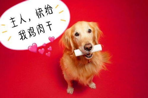 購(gòu)買金毛犬注意事項(xiàng)