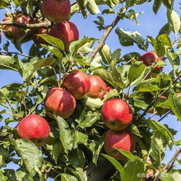 采摘,注意事項(xiàng),蘋果