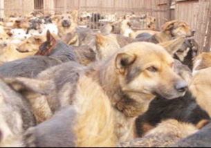 養(yǎng)植肉狗的注意事項