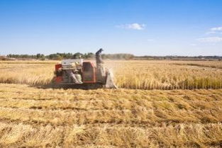 尿素青儲玉米桔的飼喂注意事項(xiàng)