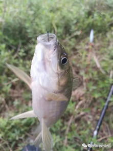 新手野釣注意事項(xiàng)