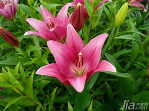 百合花怎么養(yǎng)百合花的養(yǎng)殖方法和注意事項