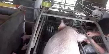 輸液補(bǔ)鉀注意事項(xiàng)