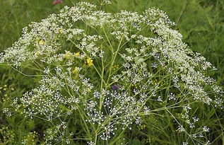 春季防風(fēng)注意事項(xiàng),防風(fēng)安全注意事項(xiàng),防風(fēng)除草劑注意事項(xiàng)