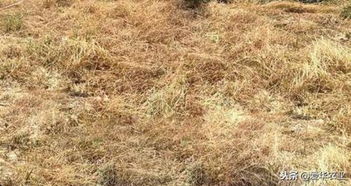 除草,注意事項(xiàng),草銨膦