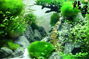 草缸開缸注意事項,草缸養(yǎng)魚注意事項,草缸養(yǎng)蝦注意事項