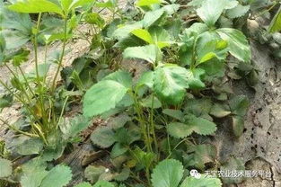 花卉葉面噴水時間注意事項