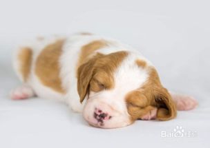 小狗,夏季,注意事項(xiàng)