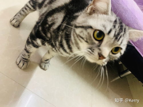 英短飼養(yǎng)注意事項,英短折耳貓飼養(yǎng)注意事項,飼養(yǎng)美短貓注意事項